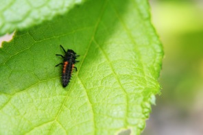 ladybug_larva
